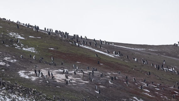 OTL30-25, Day 9, Cook Island 4 © Sara Jenner - Oceanwide Expeditions.jpg