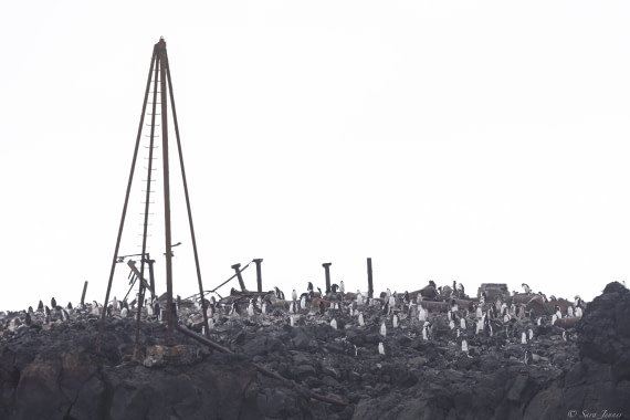 OTL30-25, Day 9, Penguins at Thule © Sara Jenner - Oceanwide Expeditions.jpg