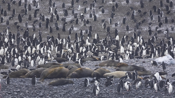 OTL30-25, Day 9, Thule Island wildlife © Sara Jenner - Oceanwide Expeditions.jpg