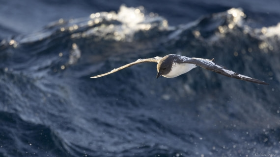 OTL30-25, Day 10, Cape Petrel (2) © Sara Jenner - Oceanwide Expeditions.jpg