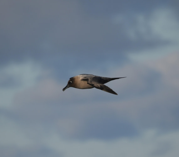 OTL30-25, Day 10, GH2 © Unknown photographer - Oceanwide Expeditions.JPG