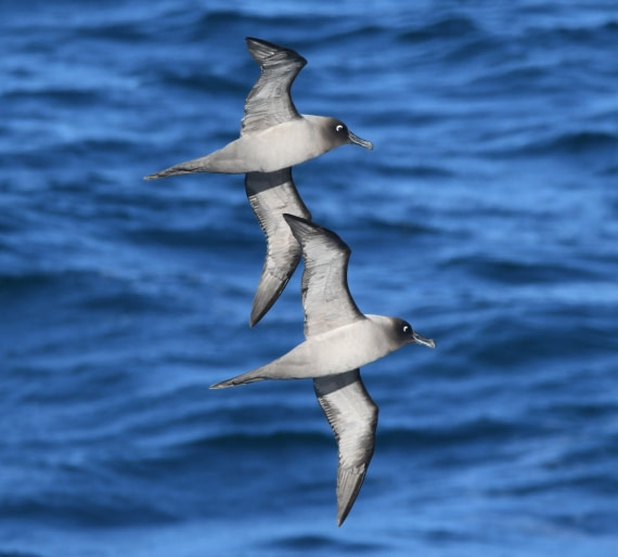 OTL30-25, Day 10, GHs © Unknown photographer - Oceanwide Expeditions.JPG