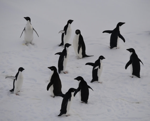 OTL30-25, Day 13, Black and white © Unknown photographer - Oceanwide Expeditions.JPG