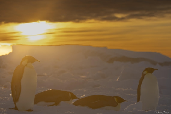 OTL30-25, Day 13, Emperor penguins at sunset © Sara Jenner - Oceanwide Expeditions.jpg
