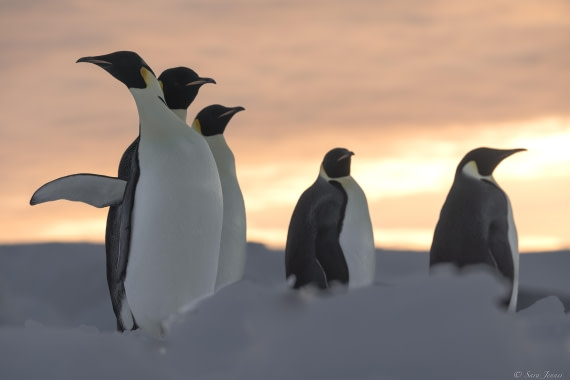 OTL30-25, Day 13, Emperor penguins at sunset 4 © Sara Jenner - Oceanwide Expeditions.jpg