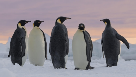 OTL30-25, Day 13, Emperor penguins at sunset 5 © Sara Jenner - Oceanwide Expeditions.jpg