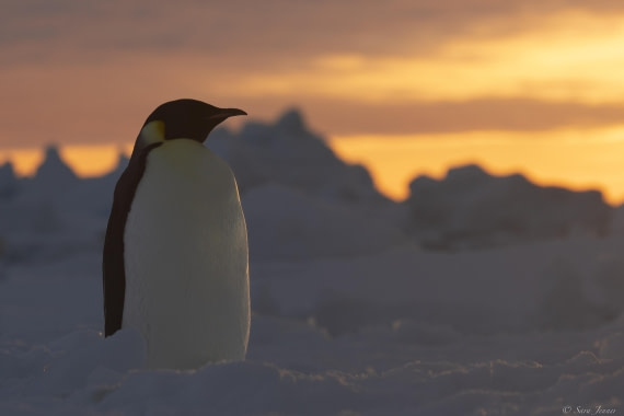 OTL30-25, Day 13, Emperor with sunset © Sara Jenner - Oceanwide Expeditions.jpg
