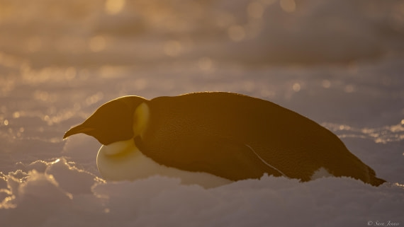 OTL30-25, Day 13, Emperor with sunset 1 © Sara Jenner - Oceanwide Expeditions.jpg