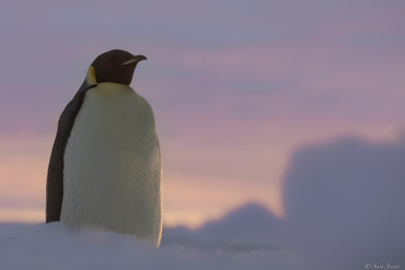 OTL30-25, Day 13, Emperor with sunset 2 © Sara Jenner - Oceanwide Expeditions.jpg