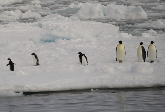 OTL30-25, Day 13, Moulting adelies and emperors © Unknown photographer - Oceanwide Expeditions.JPG