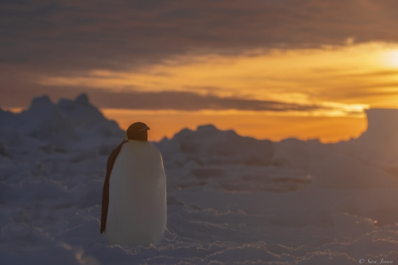 OTL30-25, Day 13, Penguin at sunset 6 © Sara Jenner - Oceanwide Expeditions.jpg