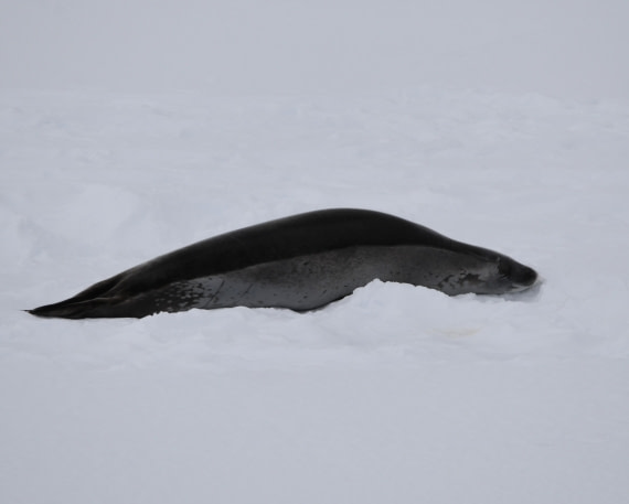 OTL30-25, Day 13, Weddell sleeping © Unknown photographer - Oceanwide Expeditions.JPG