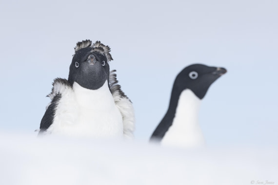 OTL30-25, Day 22, Adelie Penguins 2 © Sara Jenner - Oceanwide Expeditions.jpg