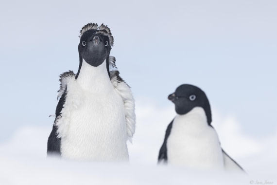 OTL30-25, Day 22, Adelie Penguins 1 © Sara Jenner - Oceanwide Expeditions.jpg