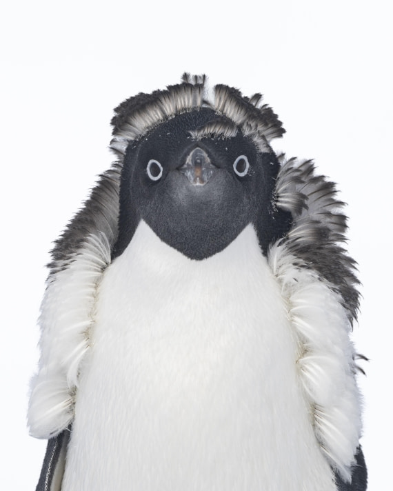 OTL30-25, Day 22, Adelie Penguins 3 - Copy © Sara Jenner - Oceanwide Expeditions.jpg