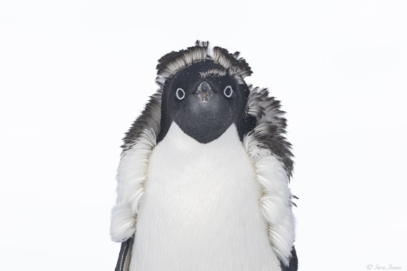 OTL30-25, Day 22, Adelie Penguins 3 © Sara Jenner - Oceanwide Expeditions.jpg