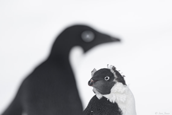 OTL30-25, Day 22, Adelie Penguins 5 © Sara Jenner - Oceanwide Expeditions.jpg