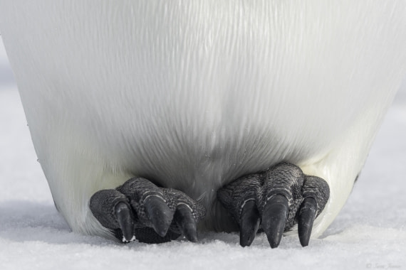 OTL30-25, Day 22, Emperor penguin feet © Sara Jenner - Oceanwide Expeditions.jpg