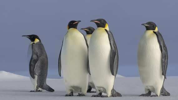 OTL30-25, Day 22, Emperor penguins (2) © Sara Jenner - Oceanwide Expeditions.jpg