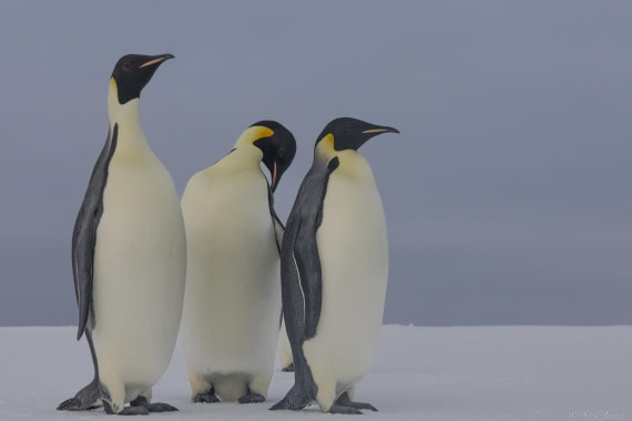 OTL30-25, Day 22, Emperor penguins 1 © Sara Jenner - Oceanwide Expeditions.jpg