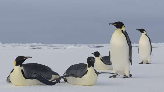 OTL30-25, Day 22, Emperor penguins 3 © Sara Jenner - Oceanwide Expeditions.jpg