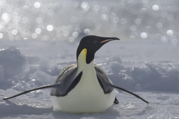 OTL30-25, Day 22, Emperor penguins 4 © Sara Jenner - Oceanwide Expeditions.jpg