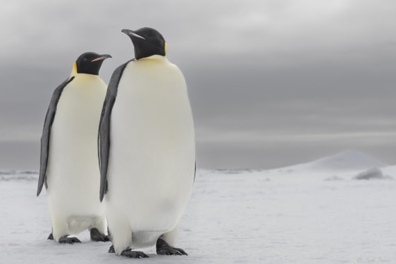 OTL30-25, Day 22, Emperor penguins 6 © Sara Jenner - Oceanwide Expeditions.jpg