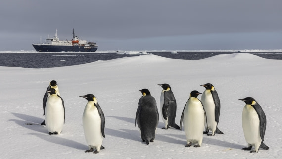 OTL30-25, Day 22, Emperor penguins 7 © Sara Jenner - Oceanwide Expeditions.jpg