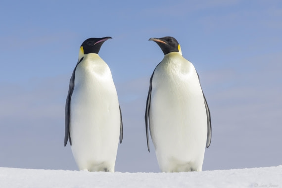 OTL30-25, Day 22, Emperor penguins 11 © Sara Jenner - Oceanwide Expeditions.jpg