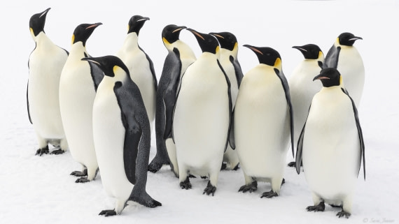 OTL30-25, Day 22, Emperor penguins 14 © Sara Jenner - Oceanwide Expeditions.jpg