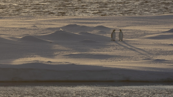 OTL30-25, Day 22, Emperor penguins at sunrise © Sara Jenner - Oceanwide Expeditions.jpg