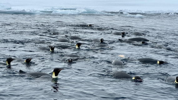 OTL30-25, Day 22, IMG_0774 © Unknown photographer - Oceanwide Expeditions.jpeg