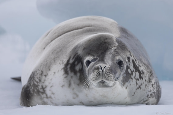 OTL30-25, Day 23, Crab eater 2 © Sara Jenner - Oceanwide Expeditions.jpg