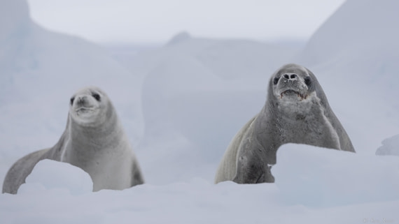 OTL30-25, Day 23, Crab eater 3 © Sara Jenner - Oceanwide Expeditions.jpg