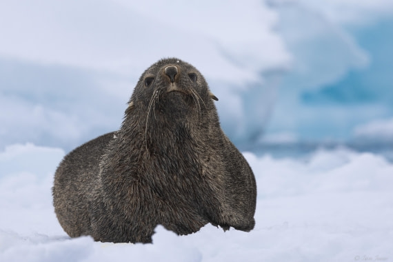 OTL30-25, Day 23, Fur seal (2) © Sara Jenner - Oceanwide Expeditions.jpg