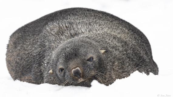OTL30-25, Day 24, Fur seal (3) © Sara Jenner - Oceanwide Expeditions.jpg