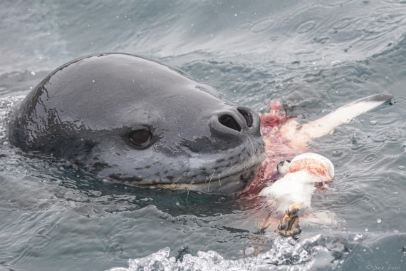 OTL30-25, Day 25, Leopard seal © Sara Jenner  - Oceanwide Expeditions.jpg