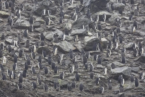 OTL30-25, Day 25, Point Wild  2 © Sara Jenner  - Oceanwide Expeditions.jpg