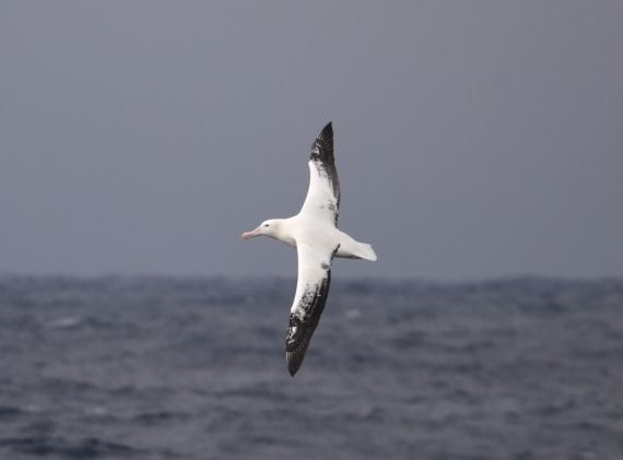 OTL30-25, Day 2, W1 © Unknown photographer  - Oceanwide Expeditions.JPG