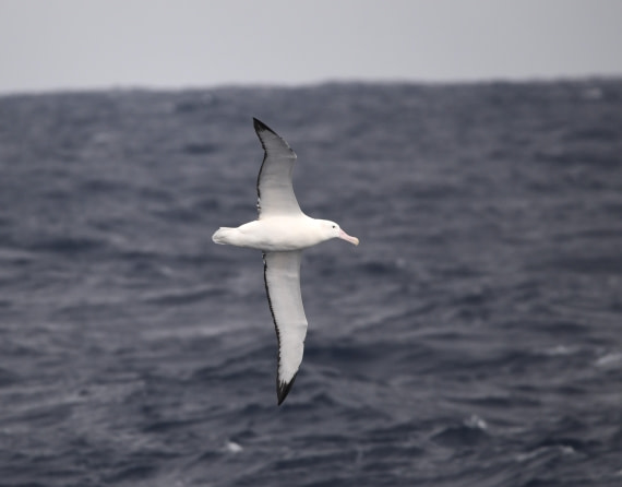 OTL30-25, Day 2, W2 © Unknown photographer  - Oceanwide Expeditions.JPG