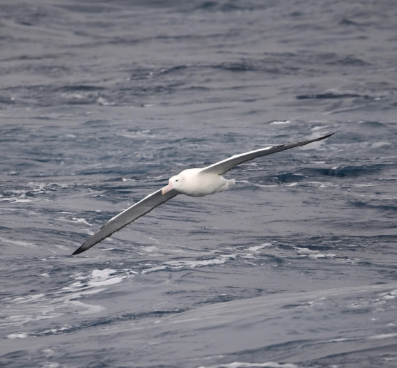 OTL30-25, Day 2, W3 © Unknown photographer  - Oceanwide Expeditions.JPG