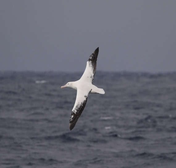 OTL30-25, Day 2, W4 © Unknown photographer  - Oceanwide Expeditions.JPG