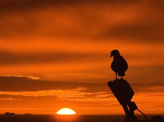 Sunrise in Gold Harbour