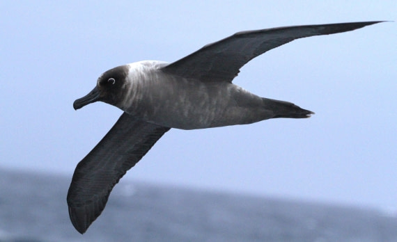 PLA31-25, Day 3, IMG_0109 © Unknown photographer - Oceanwide Expeditions.JPG