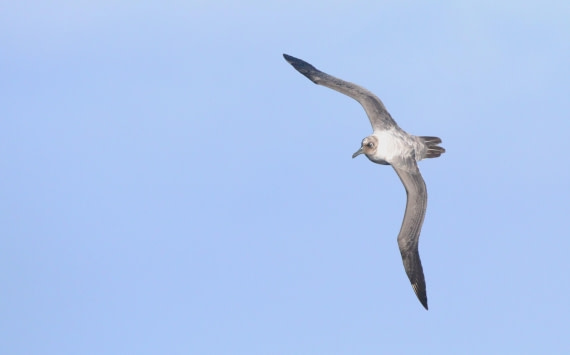 PLA31-25, Day 3, IMG_0215 © Unknown photographer - Oceanwide Expeditions.JPG