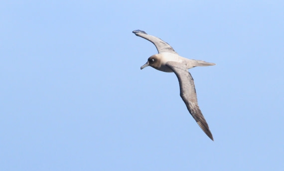 PLA31-25, Day 3, IMG_0239 © Unknown photographer - Oceanwide Expeditions.JPG