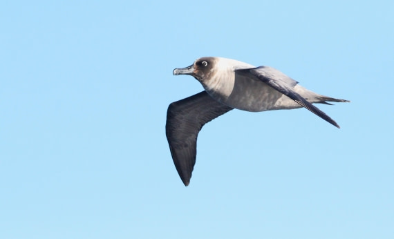 PLA31-25, Day 3, IMG_0267 © Unknown photographer - Oceanwide Expeditions.JPG