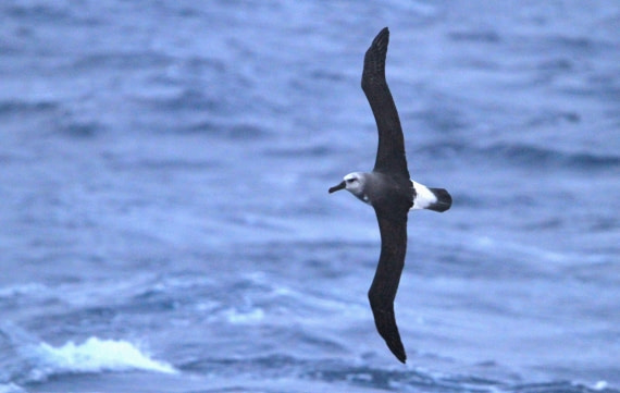 PLA31-25, Day 3, IMG_9763 © Unknown photographer - Oceanwide Expeditions.JPG