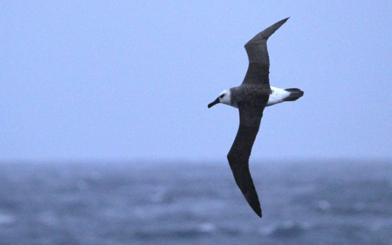 PLA31-25, Day 3, IMG_9918 © Unknown photographer - Oceanwide Expeditions.JPG