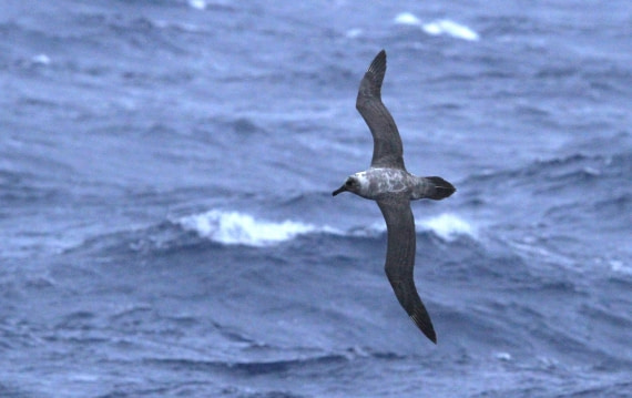 PLA31-25, Day 3, IMG_9933 © Unknown photographer - Oceanwide Expeditions.JPG